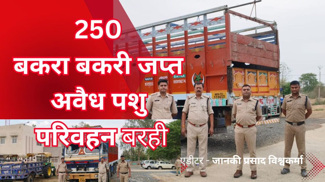 बहोरीबंद मोबाइल और 🚲 चोर 20250508 212654 0000 अवैध पशु परिवहन का भंडाफोड़, 250 बकरा-बकरी जब्त
