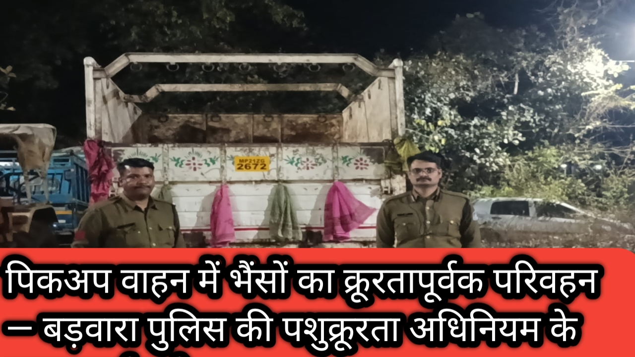 1001406363 पिकअप वाहन में भैंसों का क्रूरतापूर्वक परिवहन — बड़वारा पुलिस की पशुक्रूरता अधिनियम के तहत कार्यवाही