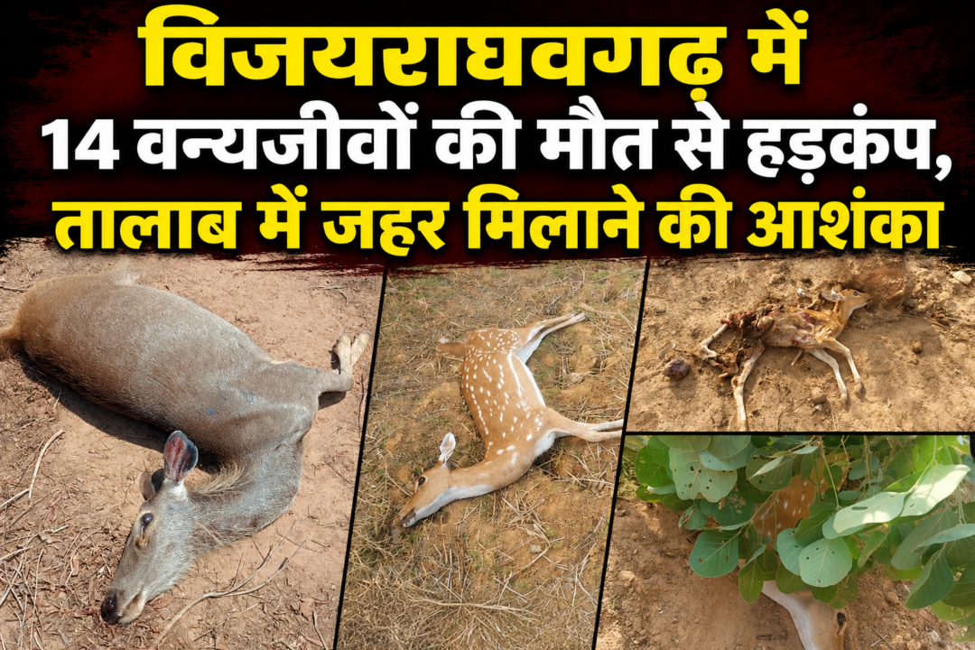 1001764105 1 विजयराघवगढ़ में 14 वन्यजीवों की मौत से हड़कंप, तालाब में जहर मिलाने की आशंका
